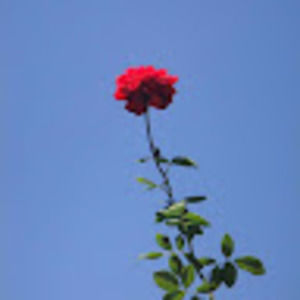 Meet your Posher, Cheyenne